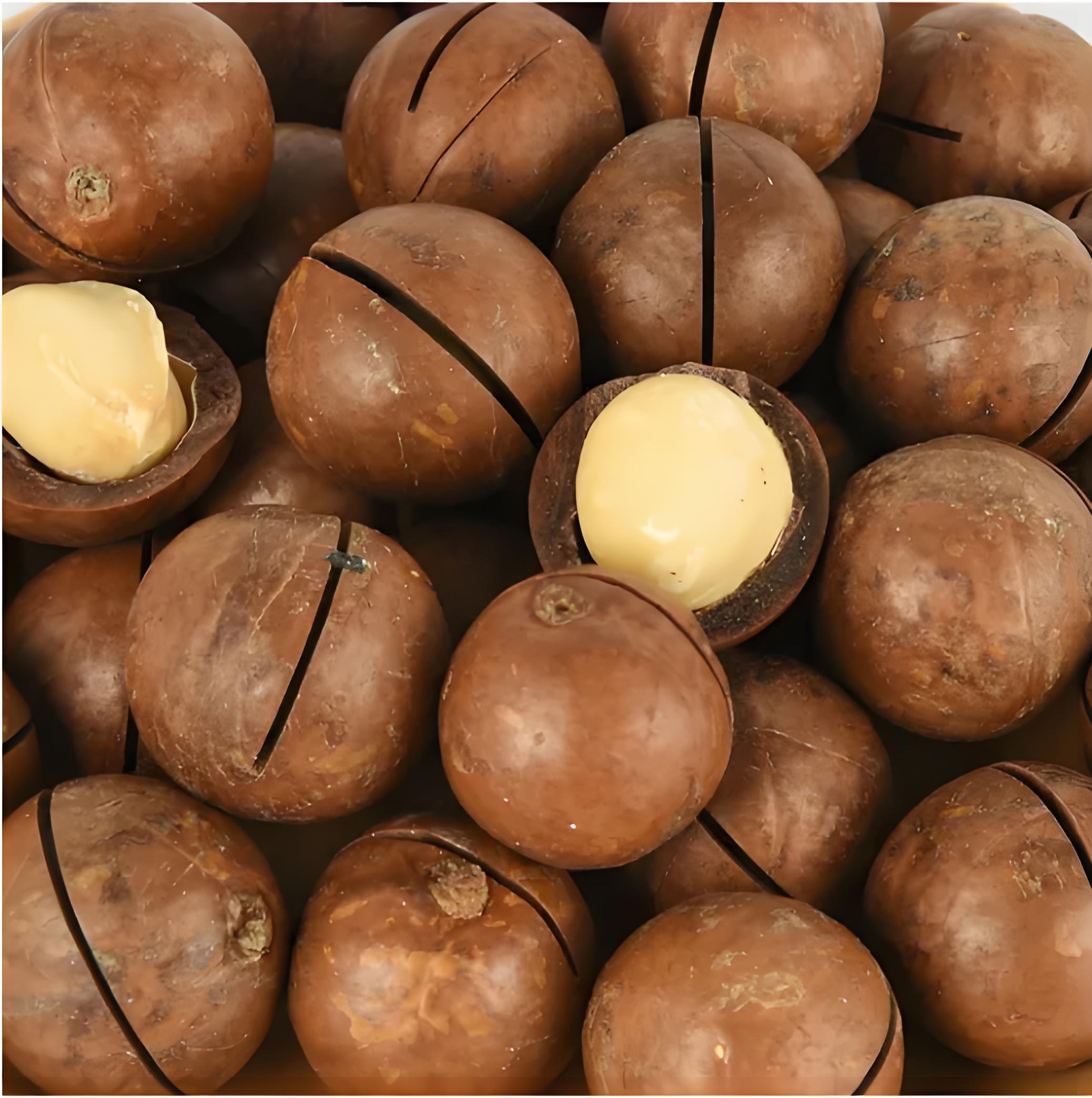 Macadamia